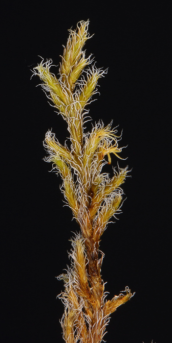 Racomitrium lanuginosum